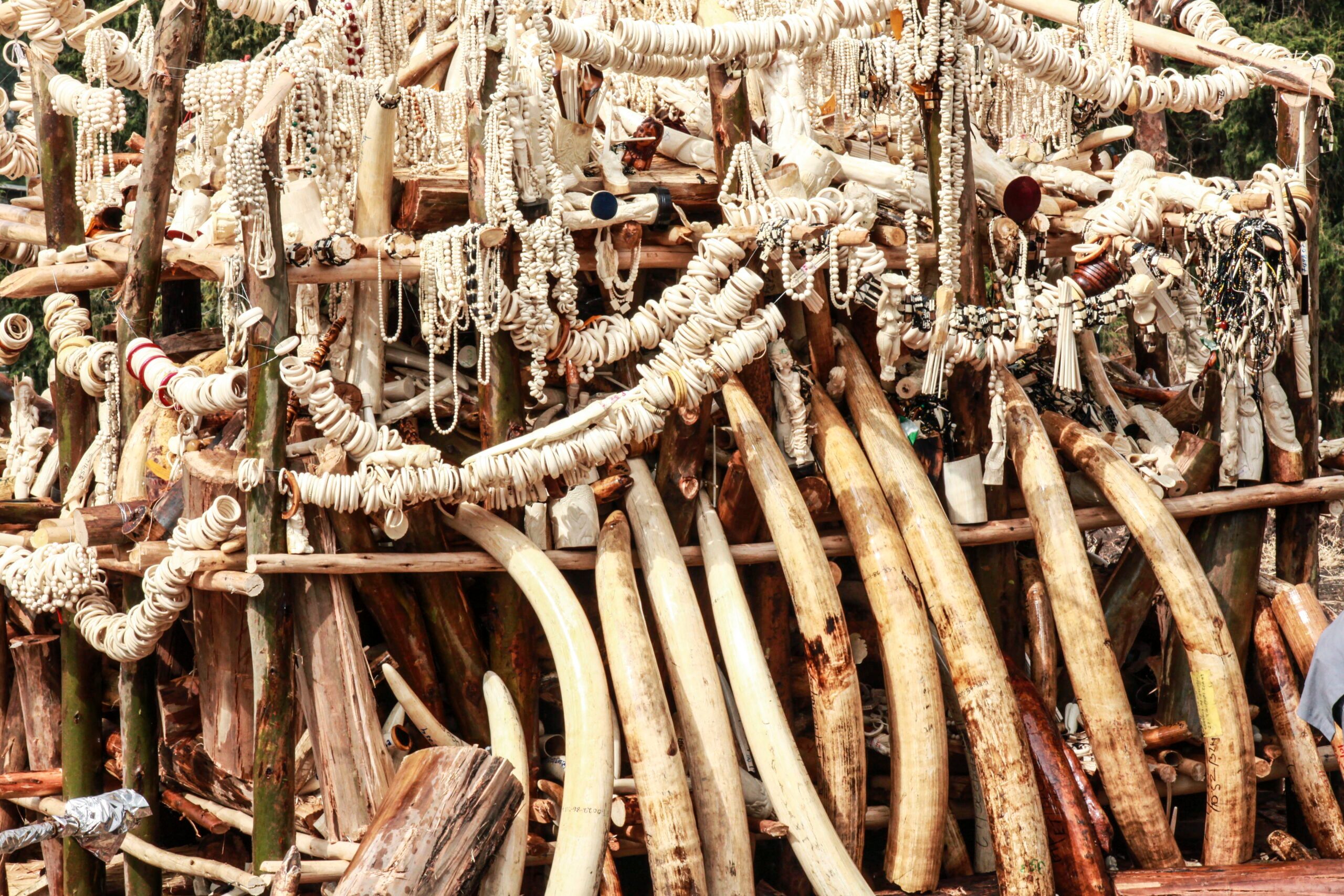 ‘Powerful few’ control ivory trafficking in Africa