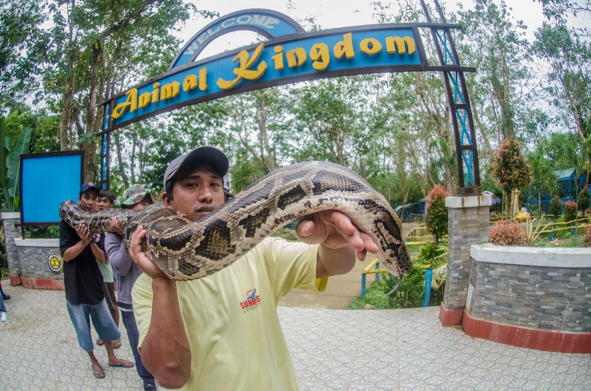 ANIMAL KINGDOM MASCOT. Caretakers of the Animal Kingdom hold up the giant python to show the visitors. 