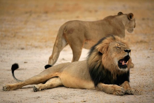 US dentist killed Zimbabwe’s Cecil the lion