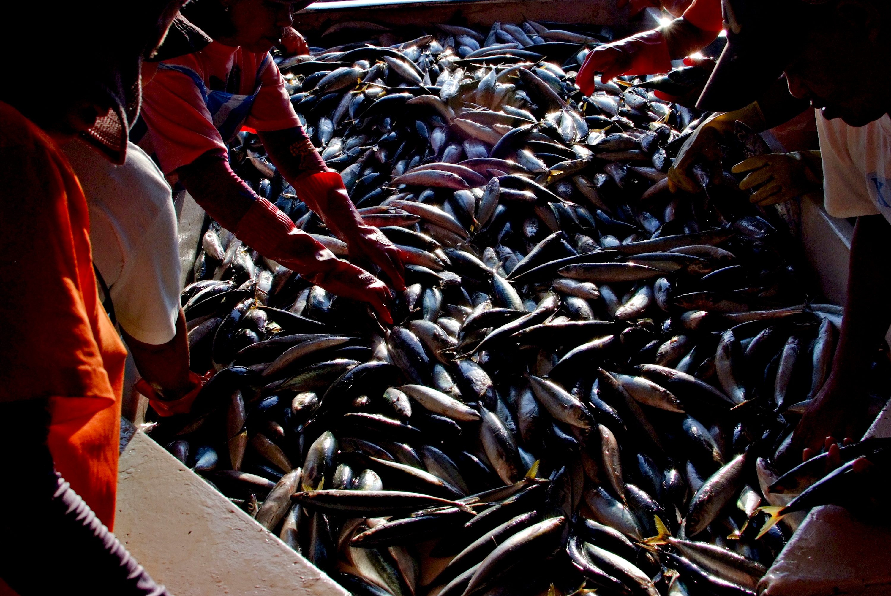 Early morning activity in the world renowned fish port of General Santos city in Mindanao, which boasts of their wide array of fish catch but especially the Yellow-fin tuna that garnered the attention of the region's biggest producers of fish products due to its quality. Photo by Veejay Villafranca/Greenpeace 