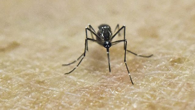 Men with Zika should wait 6 months before unprotected sex – US
