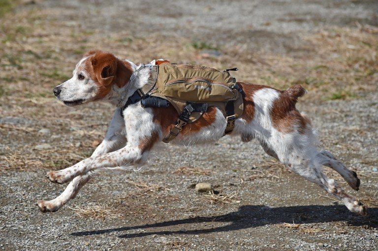 Japan ‘robo’ dogs eyed for quake rescue missions