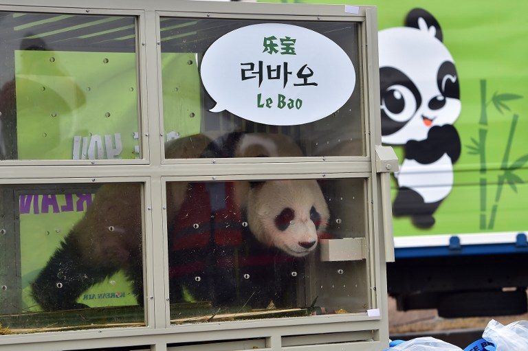Giant pandas from China arrive in South Korea