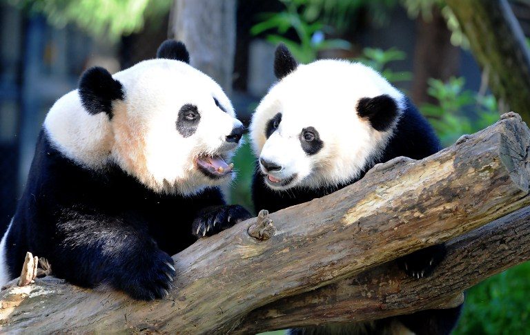Giant pandas no longer ‘endangered’ in China – officials