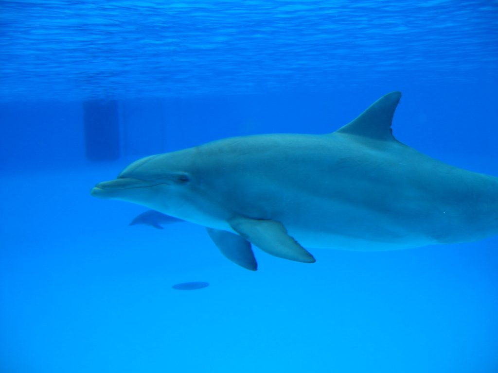 France bans captive breeding of dolphins, killer whales