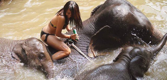 Patara Elephant Farm in Chiang Mai, Thailand 