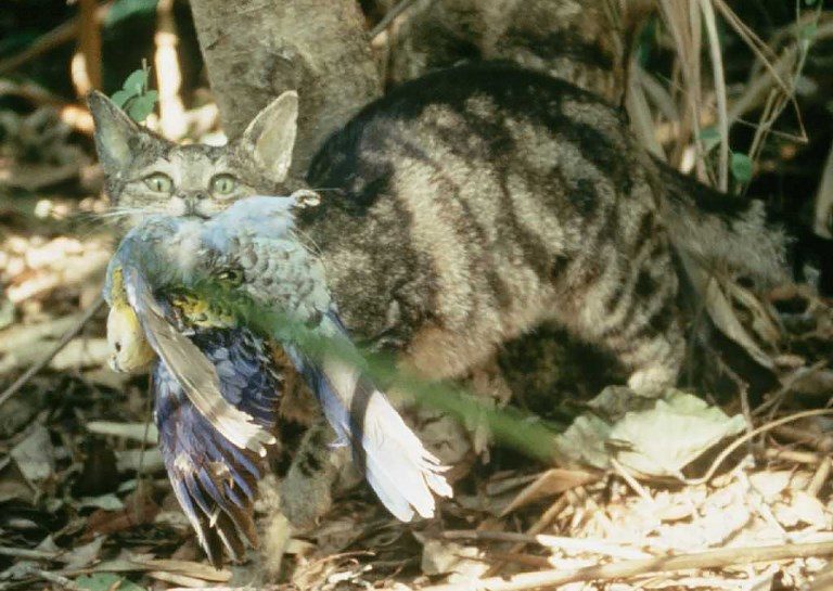 Cats kill one million birds a day in Australia