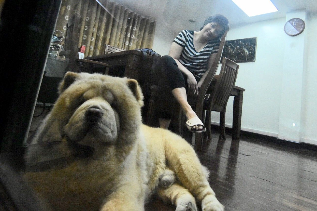 WATCH. Bruno, Trillanes family's 6-year-old Chow Chow, watches the senator while being interviewed. Photo by Angie de Silva/Rappler 