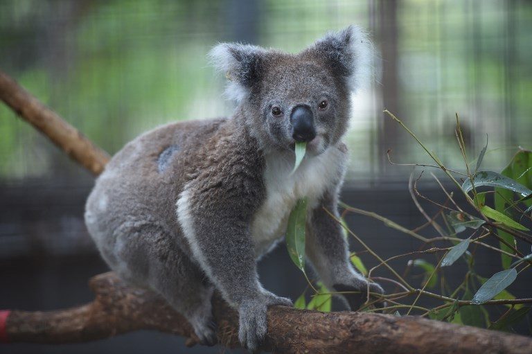 Science hope for threatened koalas