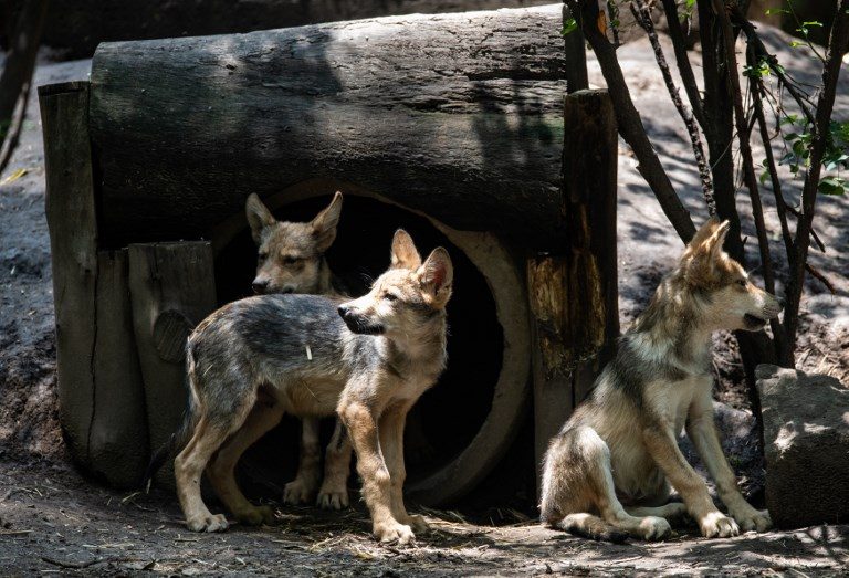 8 wolf cubs the star attraction at Mexico City zoo