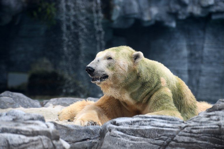Inuka, 1st polar bear born in the tropics, is put down