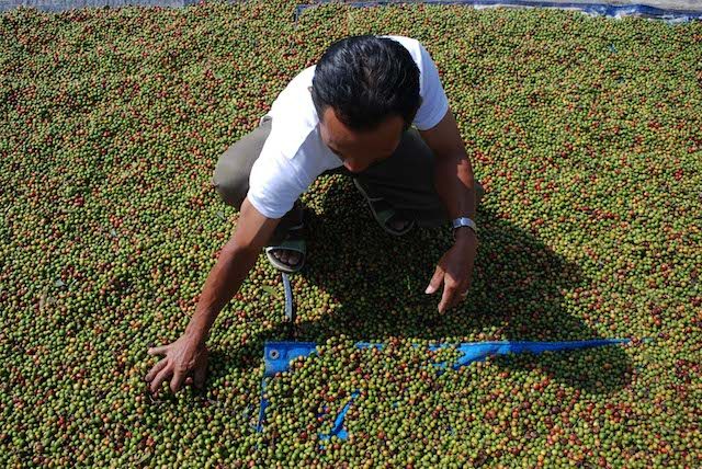Petani menjemur biji kopi arabika yang dijual seharga Rp 20 ribu per kilogram dan diekspor ke sejumlah negara seperti Amerika Serikat dan Australia. Foto oleh Ivan Pramana Putra/Antara 
