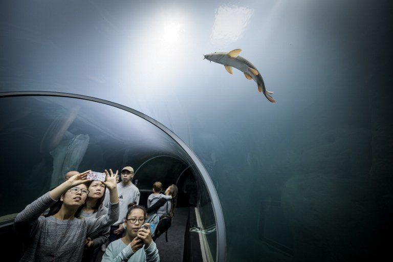 AQUATIS. Visitors watch a fish in a glass tunnel on the opening day of Aquatis, the largest fresh water aquarium-vivarium in Europe, on October 21, 2017, in Lausanne. Photo by Fabrice Coffrini/AFP   