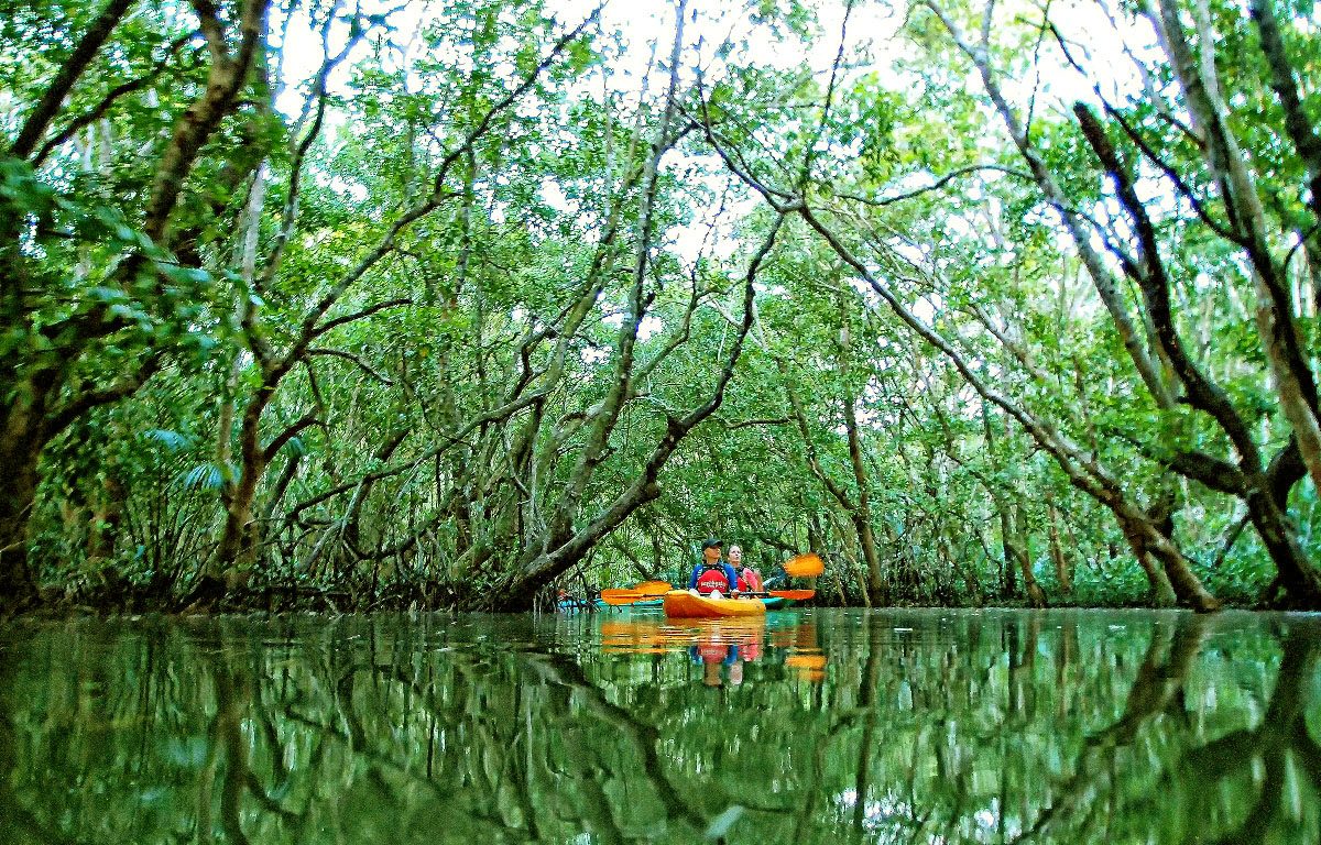 Mangroves and fireflies: Magical, eco-friendly kayak tour in Abatan River, Bohol