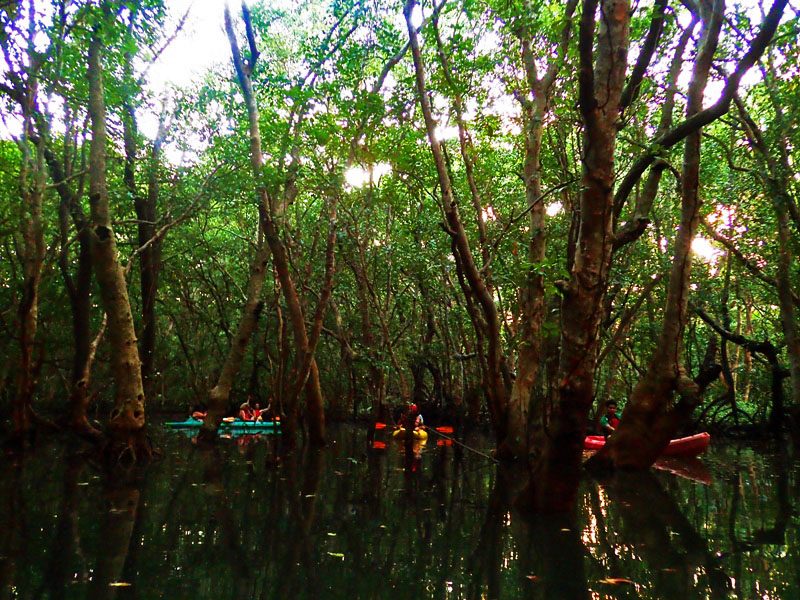 MANGROVE FOREST. Tourists would stay here before paddling out in time usually for sunset.
 