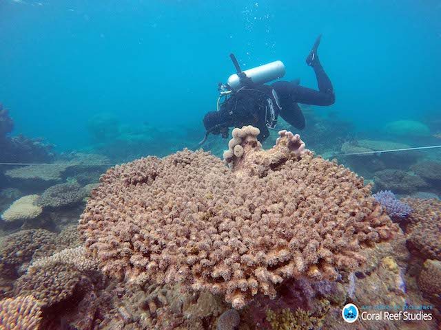 Record coral kill-off on Great Barrier Reef