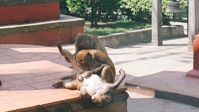 JUST HANGING OUT. Monkeys roam free in Swayambhunath, which is why it earned the nickname Monkey Temple. Photo by Krista Garcia/Rappler  