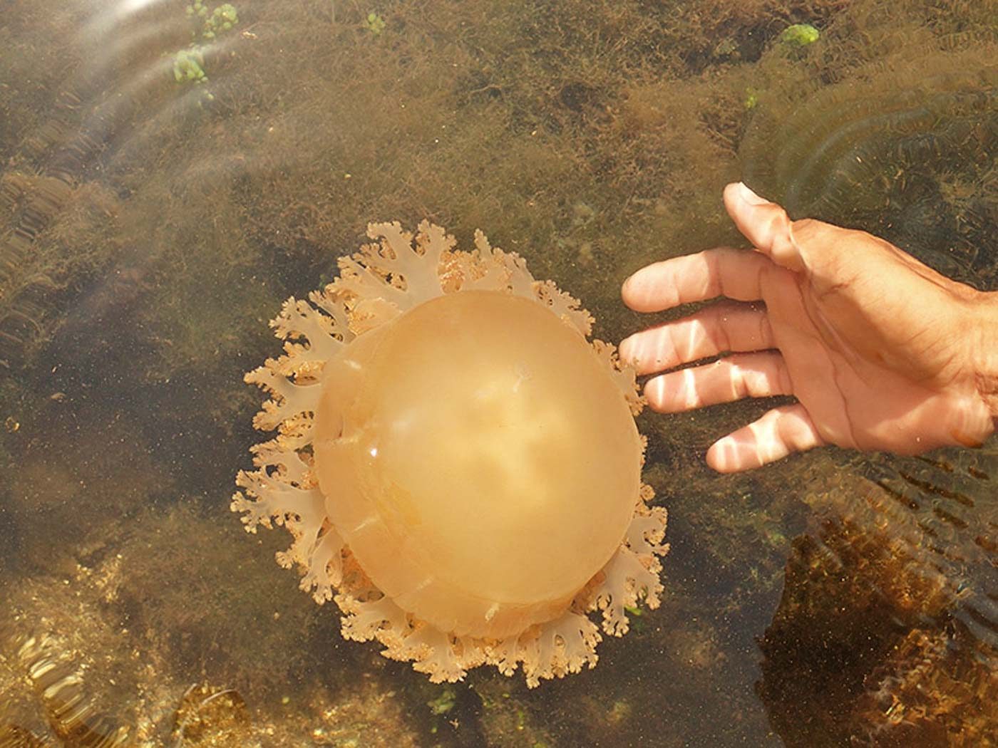 STINGLESS. The lagoon also has stingless jellyfish! Photo by Claire Madarang/Rappler 
