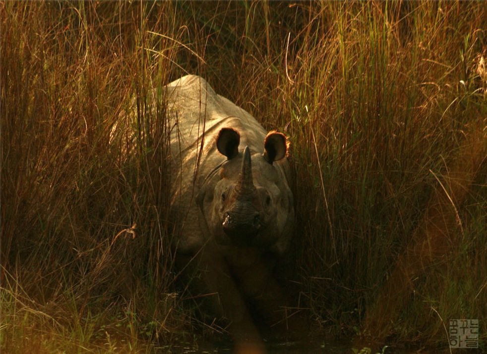 Rare one-horned rhino killed by poachers in Nepal