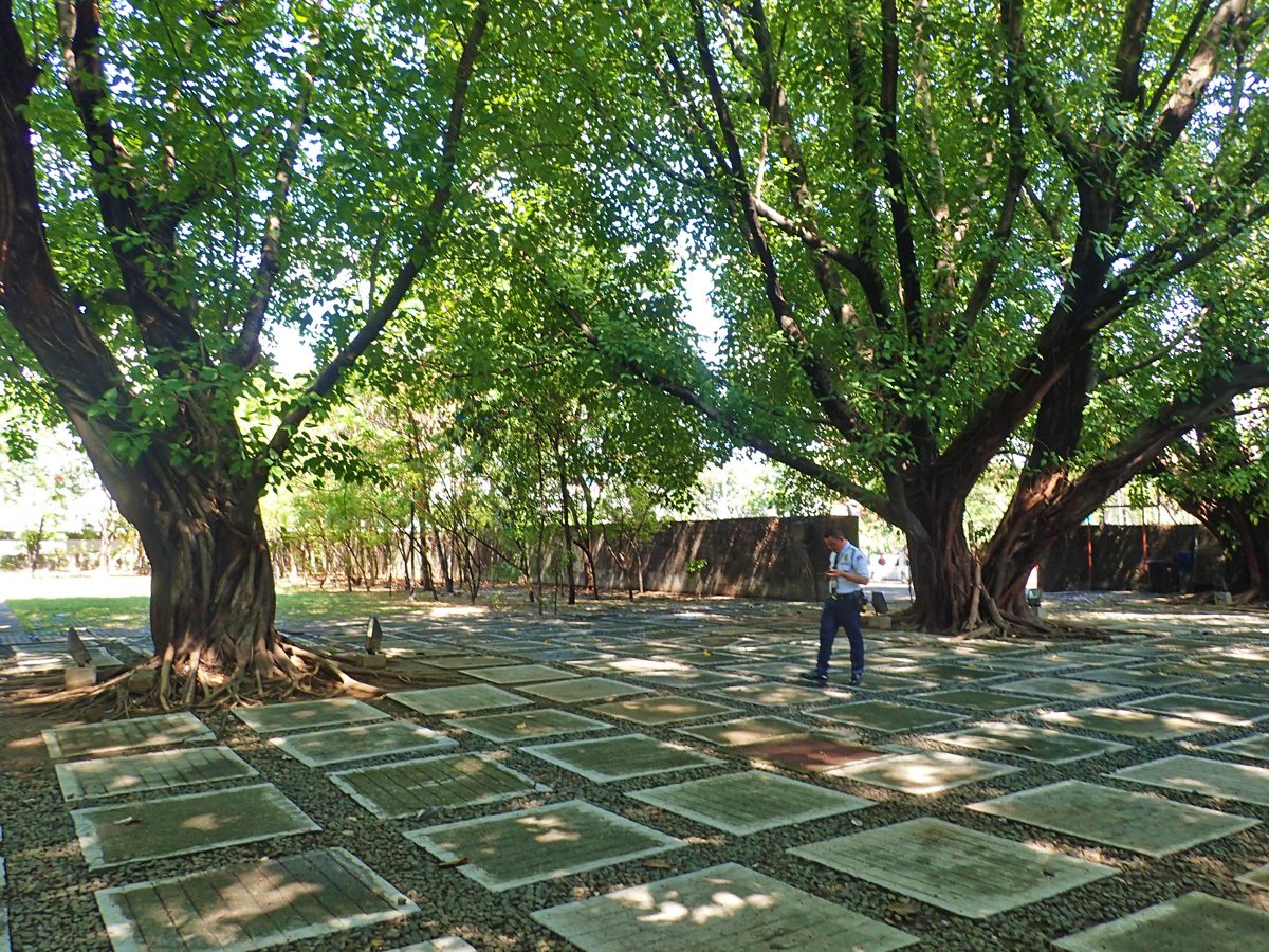 THE TREES AGAIN. After your Martial Law tour there is again the soothing view of the bodhi trees when you step outside. 