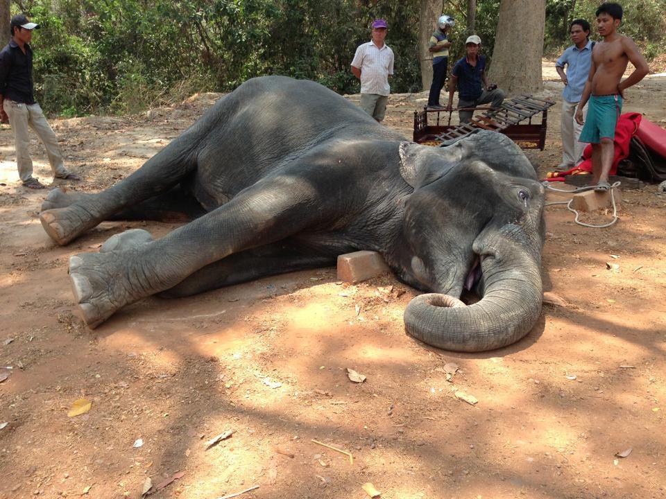 Cambodia firm to reduce elephant work hours after heatstroke death
