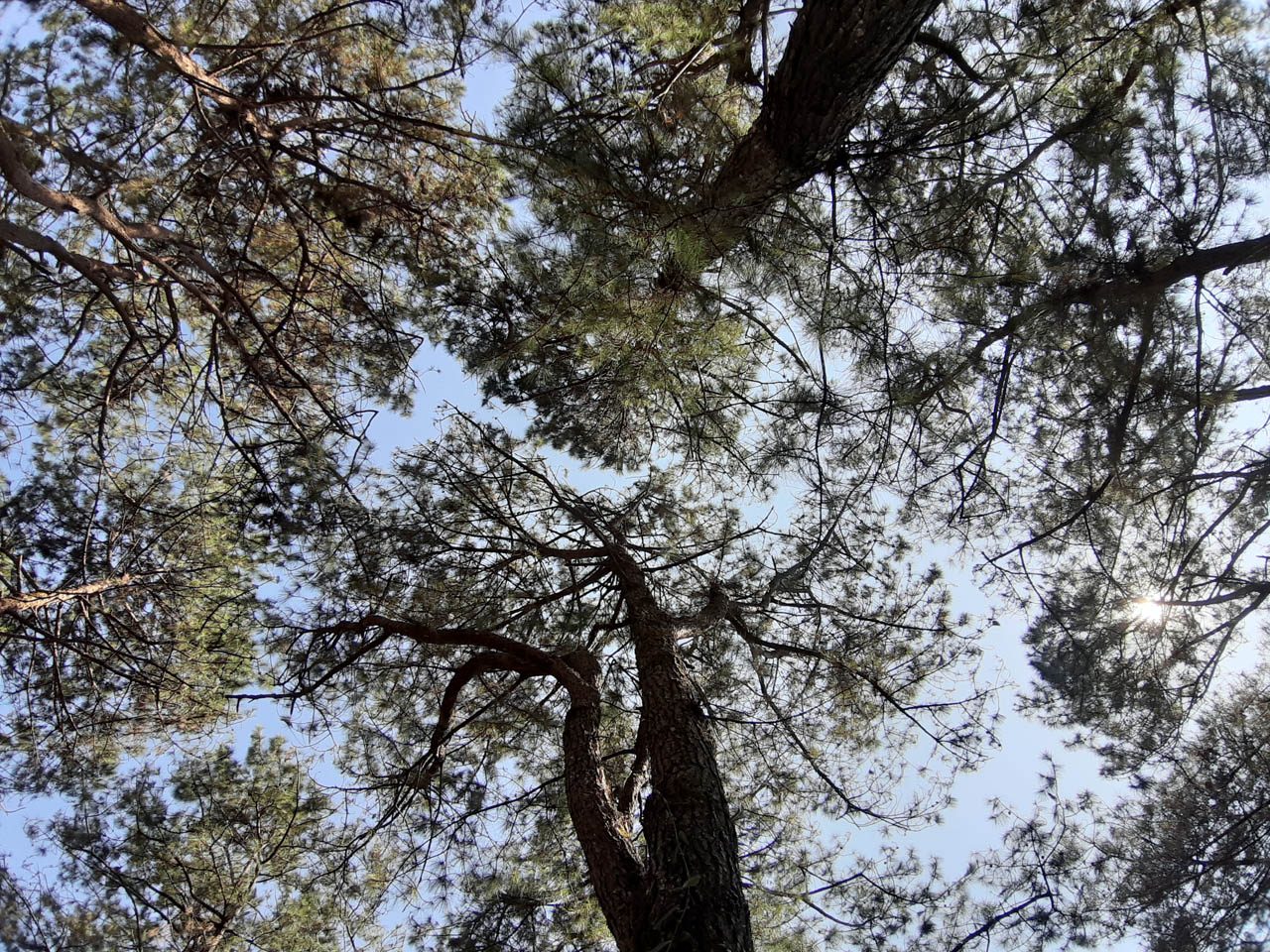 Environment officials launch search for oldest pine tree in Baguio