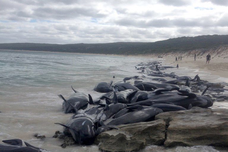 More than 130 pilot whales die in mass Australia beaching