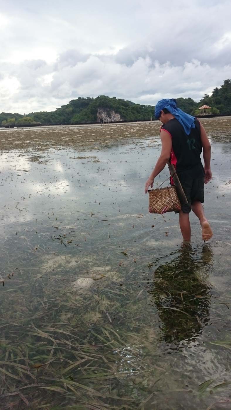 RESEARCH. Guimaras is a perfect site to investigate and demonstrate how much seagrasses contribute to fisheries in coastal communities.   