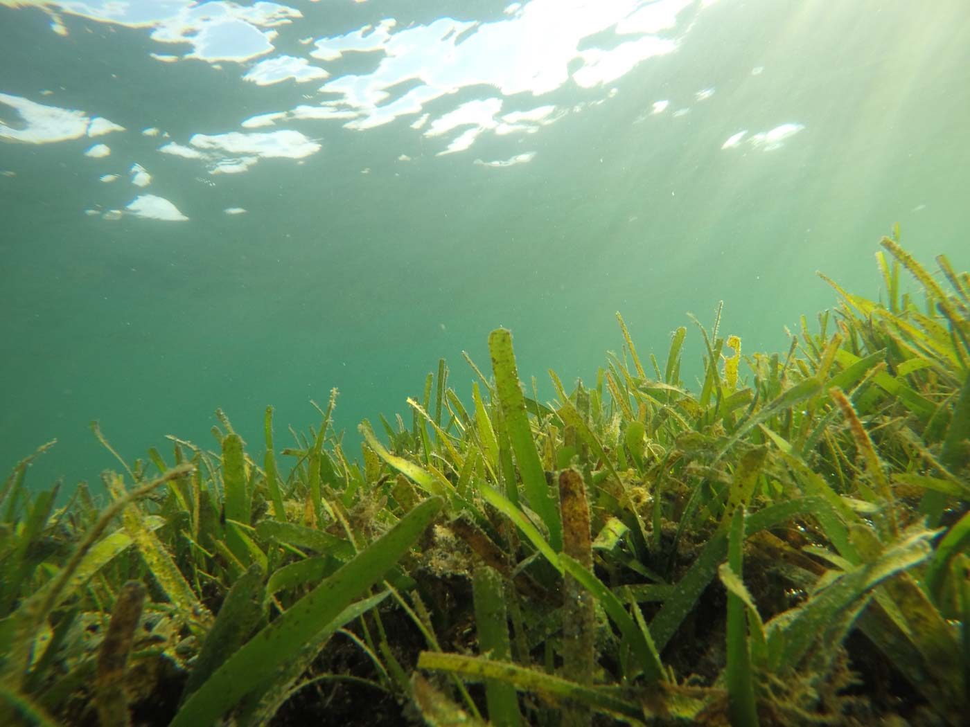 Seagrass meadows support food security in Guimaras – research