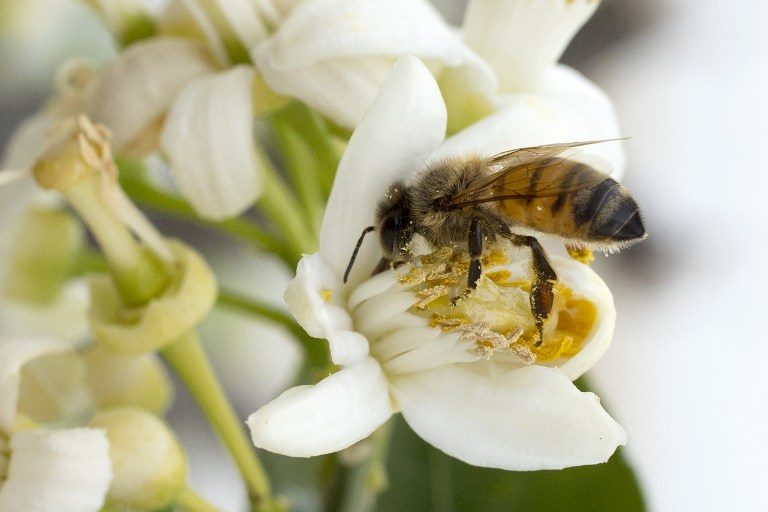 1.4B jobs depend on pollinators – report