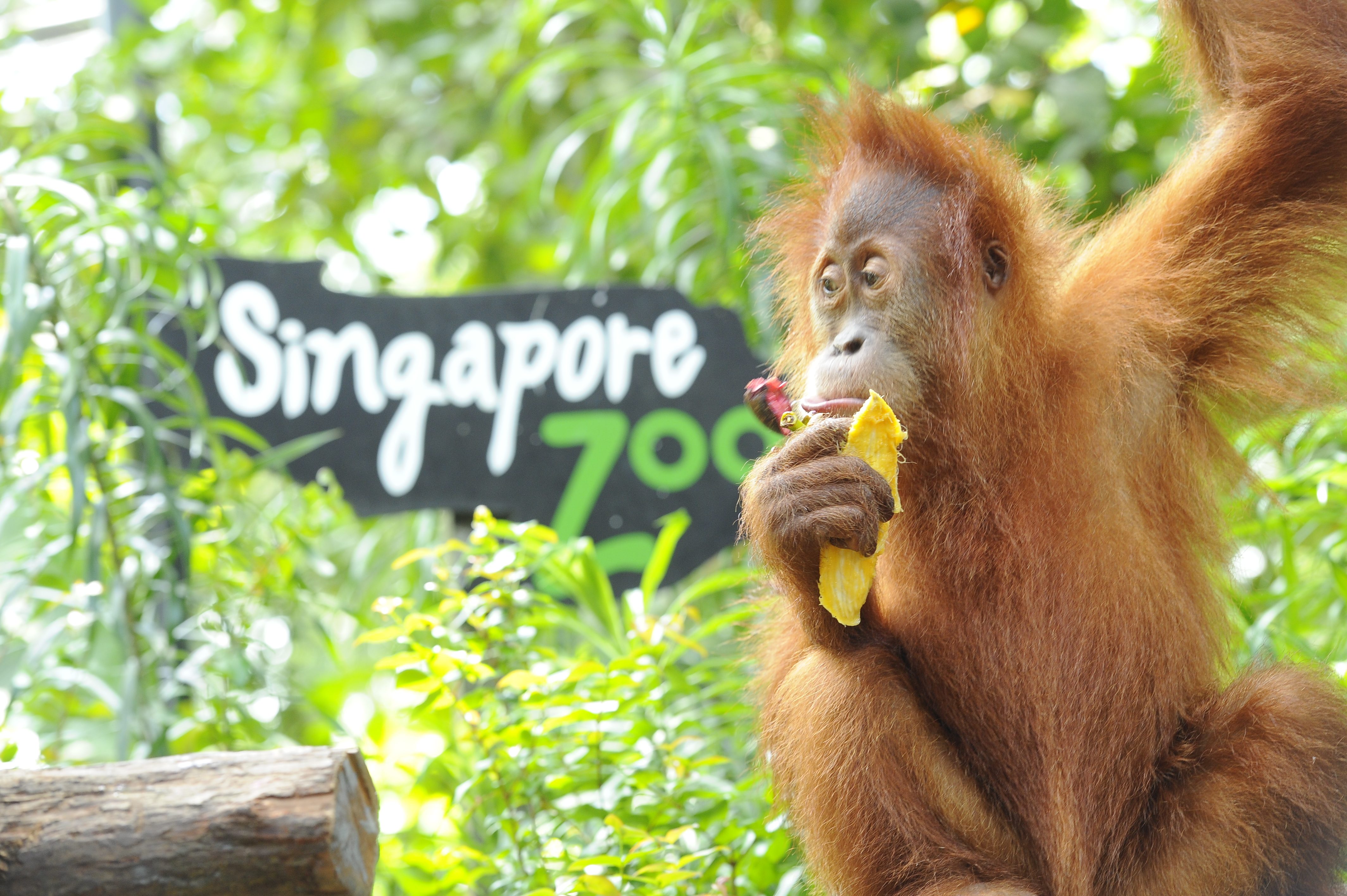 CHILDHOOD HAUNT. Sarah, a self-professed animal and nature lover, still vividly remembers visiting the famous Singapore Zoo as a child. Photo courtesy of Wildlife Reserves Singapore 