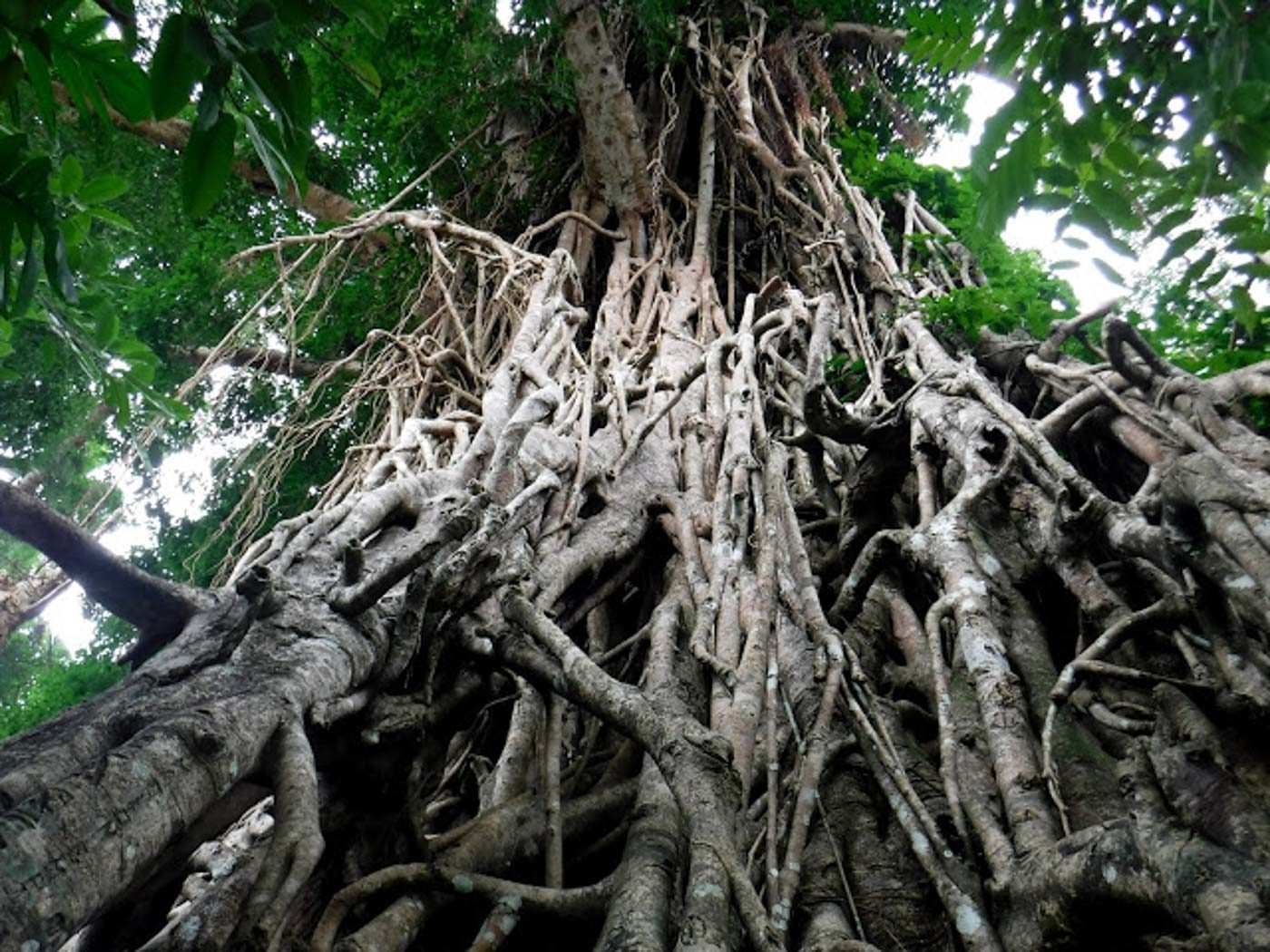 600 YEARS.  At six centuries old, this balete is among the oldest trees. It is also said to be Asia’s biggest tree. Photo by Jherson Jaya 