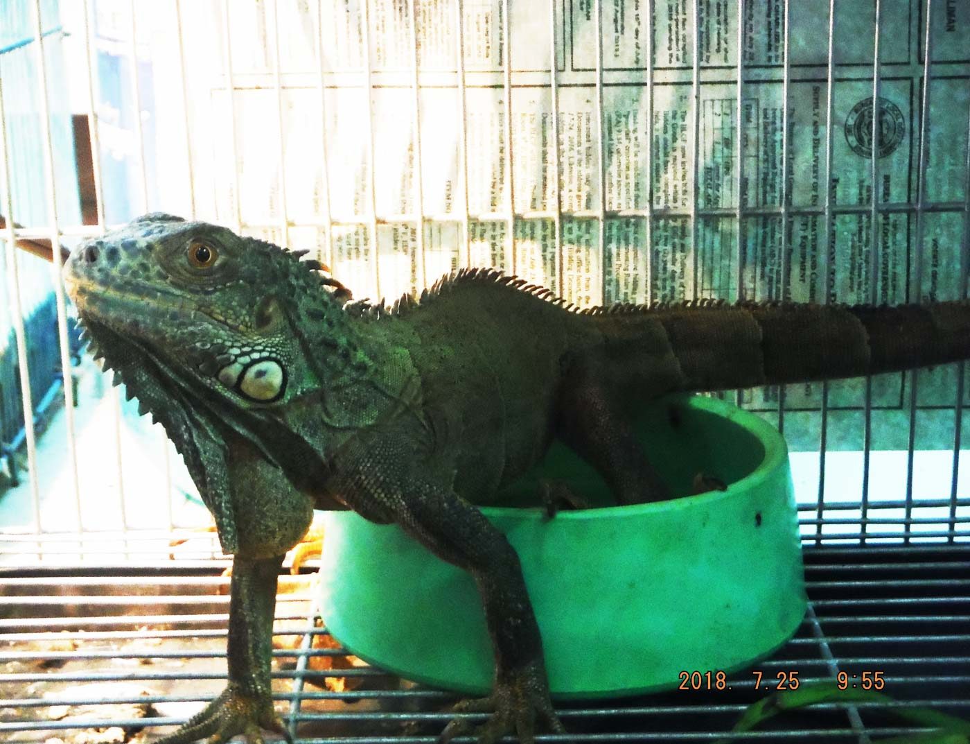 Quezon City court convicts wildlife trader for selling endangered green iguana
