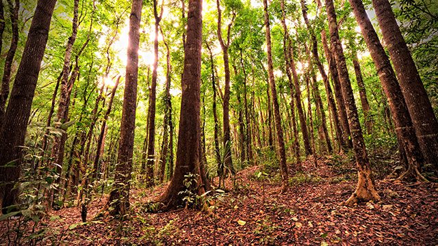 DENR, Couples for Christ to plant a million trees
