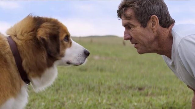 ‘A Dog’s Purpose’ filmmakers accused of animal cruelty