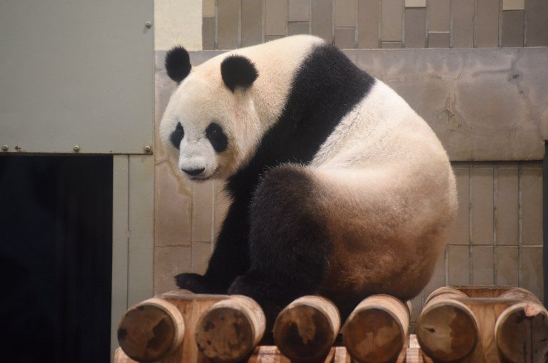 Japan zoo celebrates birth of panda cub
