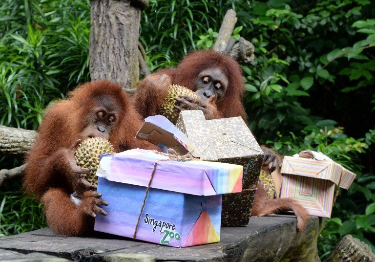 WATCH: Singapore zoo marks 44th birthday with feast for its orangutangs