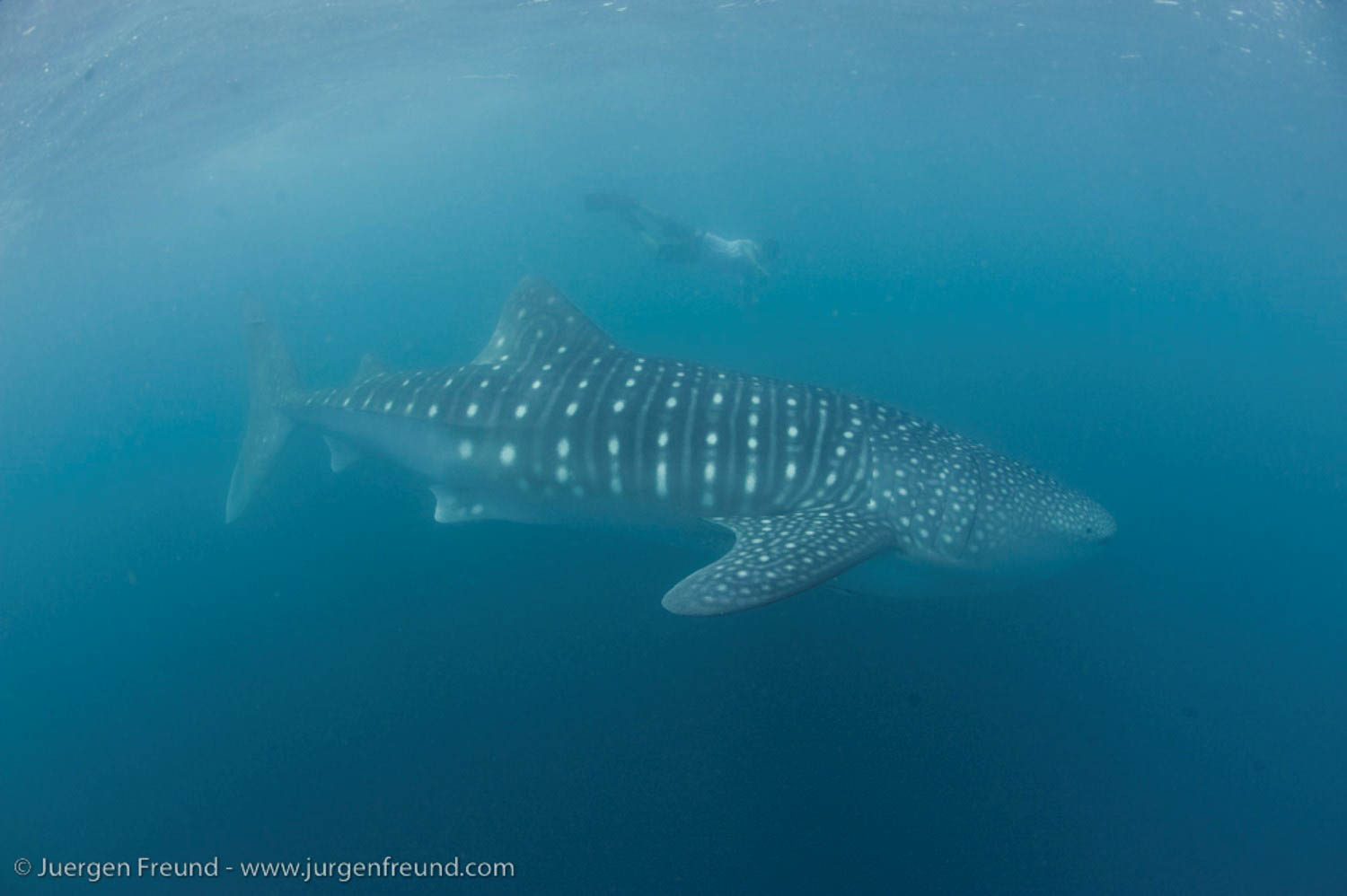 Whale sharks return to Camiguin, gov’t asks tourists, locals to let them be