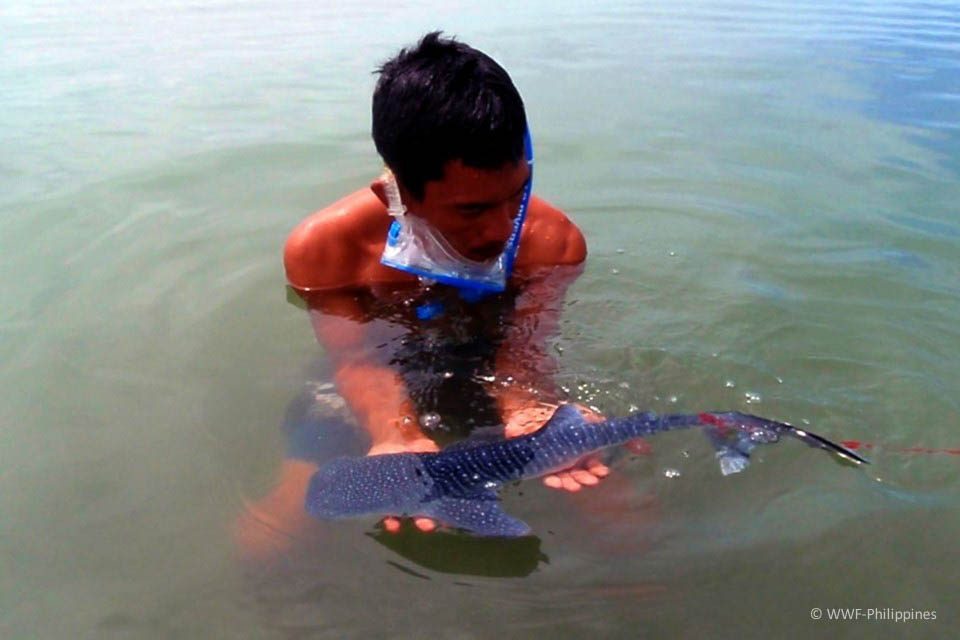 WHALE SHARK PUP. A handler cares for a very young whale shark rescued near Donsol and later released back in 2009. The presence of more juveniles in the first half of 2019 suggests that Ticao Pass may be their pupping ground. Photograph by WWF-Philippines 