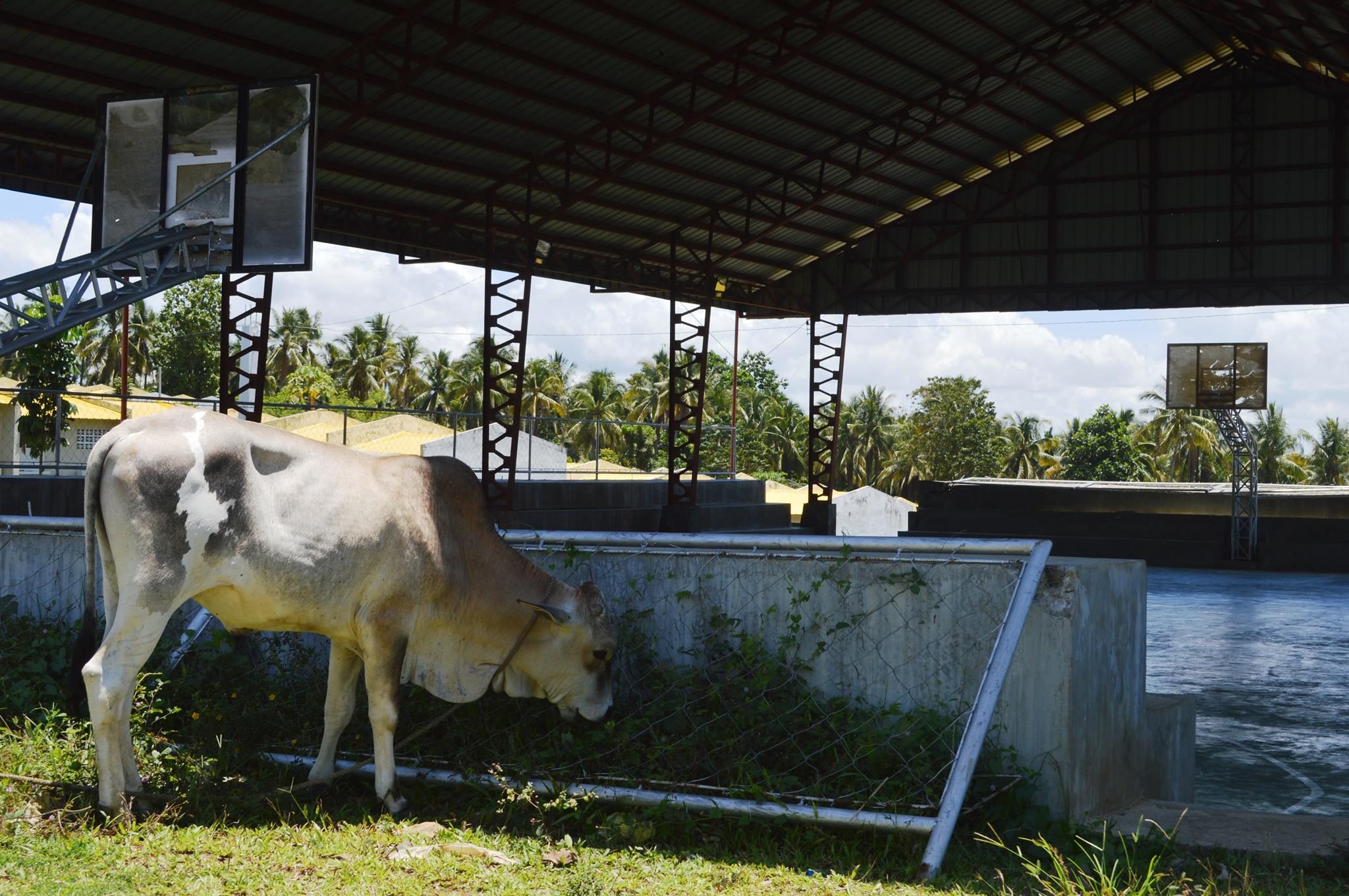 LONE RESIDENT. A cow grazes at Kagitingan Heights' covered court/multi-purpose center.
Photo by Gualberto Laput/Rappler 