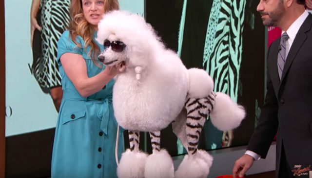 KIM KARDASHIAN. Creative dog groomer Catherine Opson turned this dog into Kim Kardashian on Jimmy Kimmel's show. Screengrab from YouTube/Jimmy Kimmel Live 