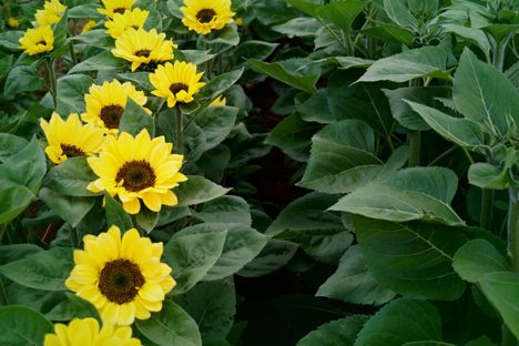 ABLOOM. Sunflowers in Atok, Benguet. Photo by Ian Layugan 