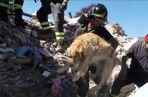 Romeo the miracle dog survives Italy quake