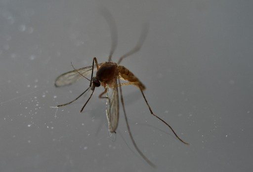 Man dies in Malaysia’s first locally transmitted Zika case