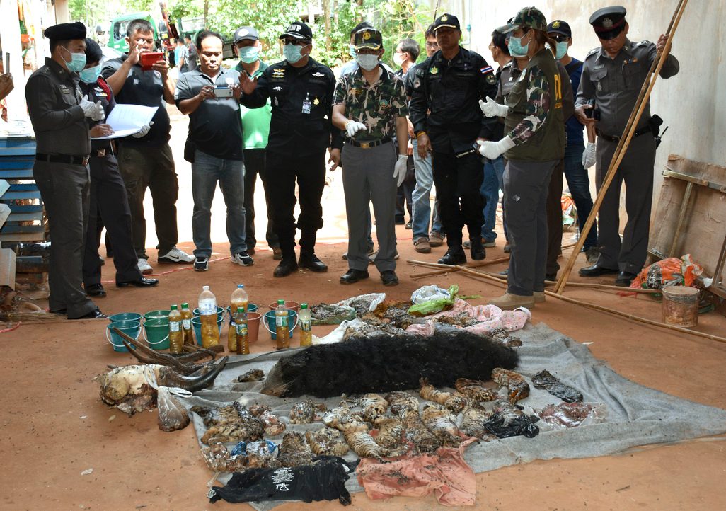 Dozens of dead cubs found at Thai tiger temple