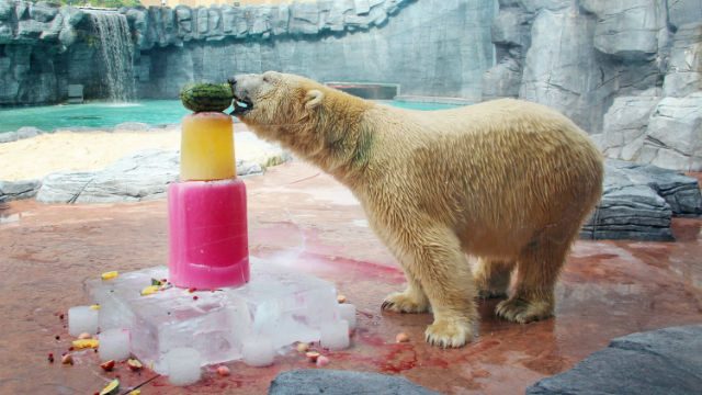 HAPPY BIRTHDAY. Inuka, the first polar bear born in the tropics, turned 25 years old at the Singapore Zoo. Photo courtesy of Wildlife Reserves Singapore 