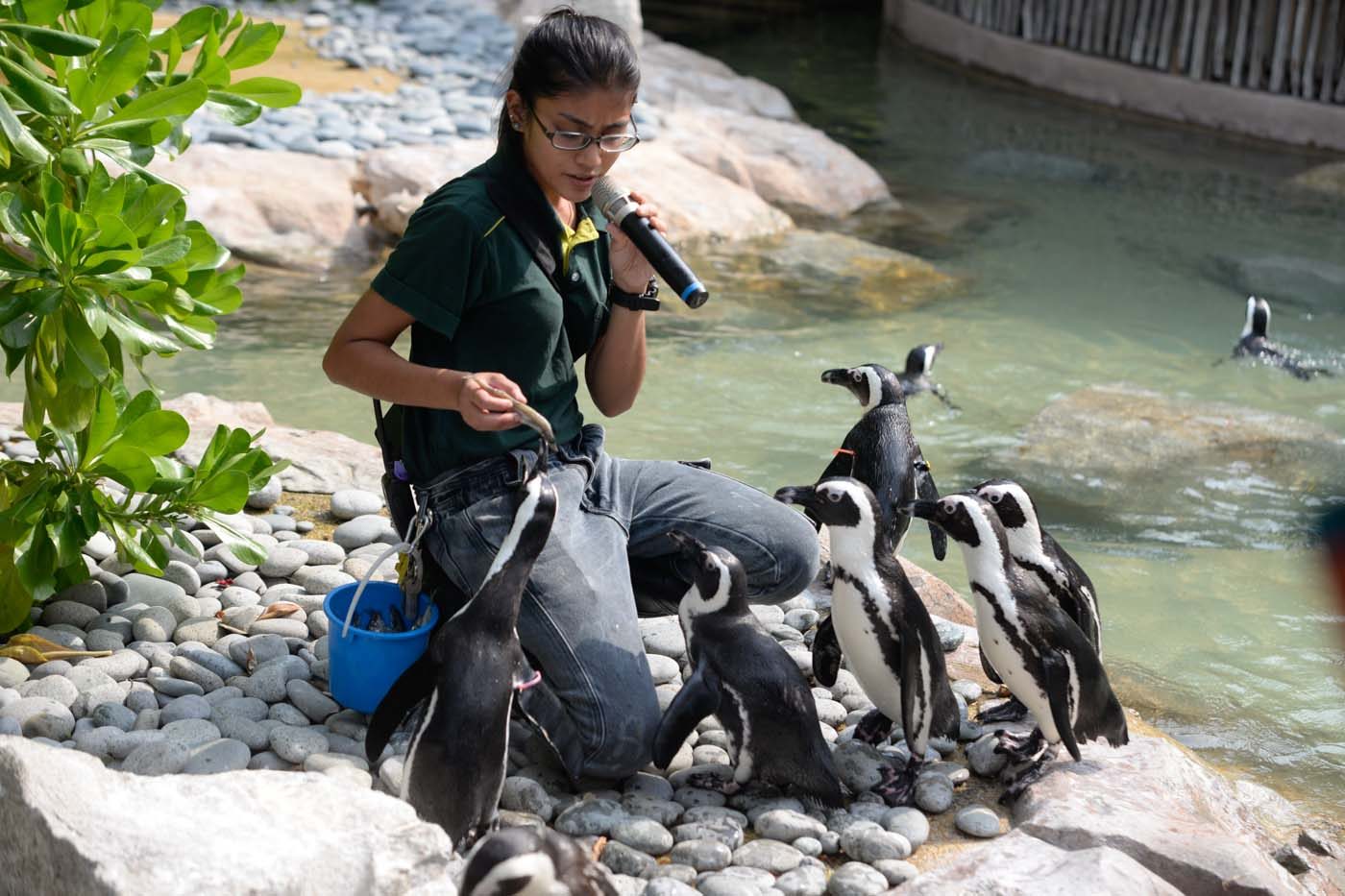 FEEDING TIME. African penguins gather as their keeper feeds them. Photo by Alecs Ongcal/Rappler 