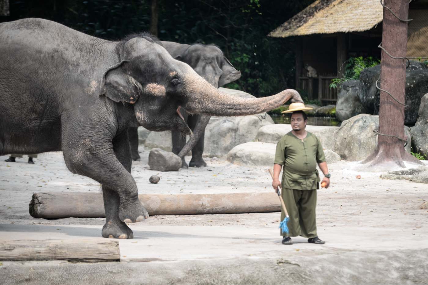 FOOLING AROUND. A friendly elephant gently returns a hat her keeper dropped during the show. Photo by Alecs Ongcal/Rappler 