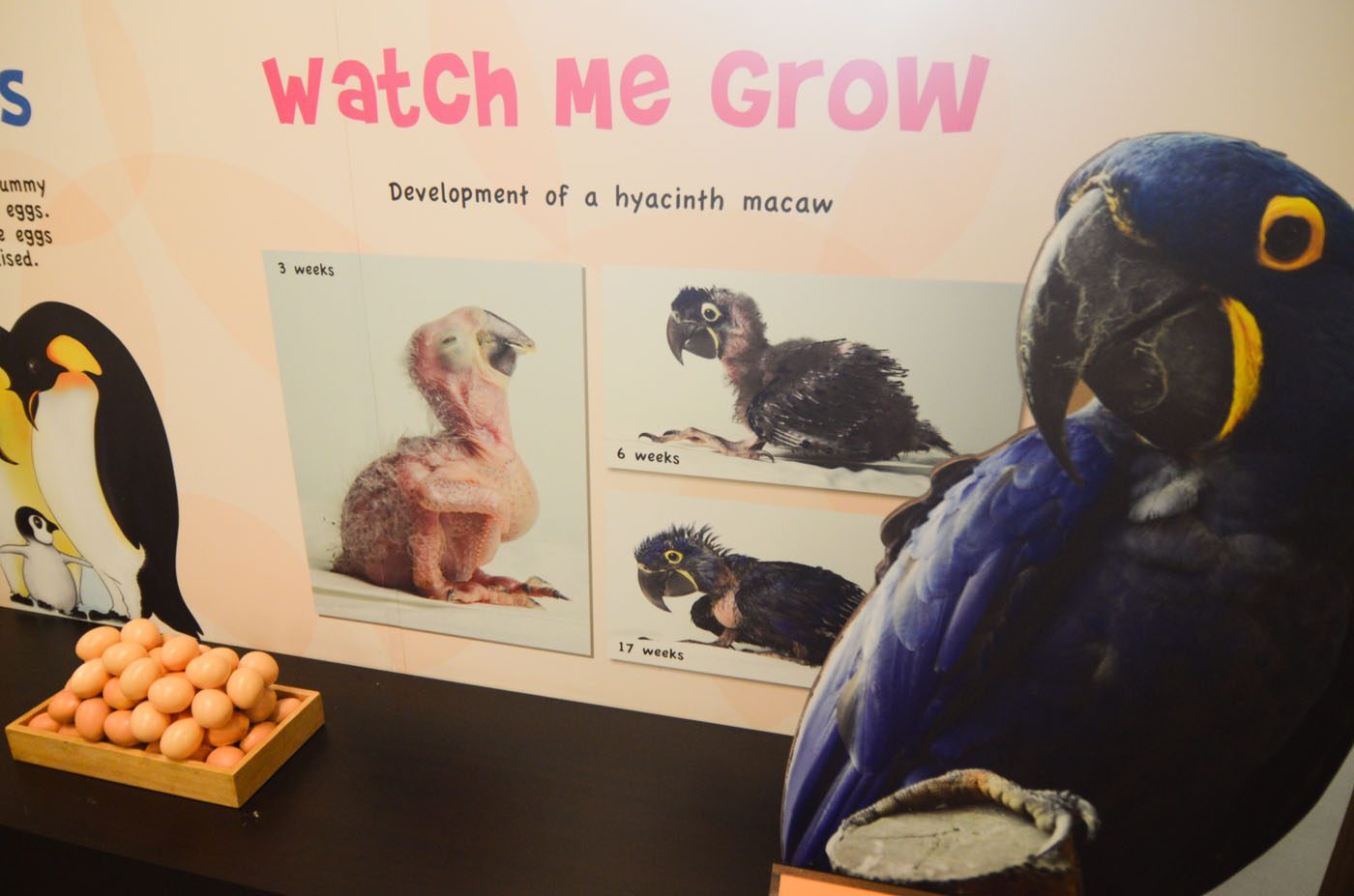 WATCH ME GROW. There is a nursery center where guests can watch little birds grow. Photo by Alecs Ongcal/Rappler 