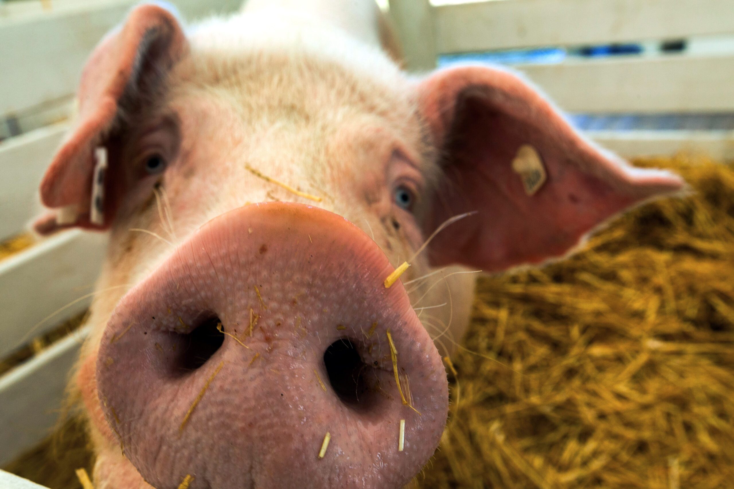Pig hearts may save human lives – researchers